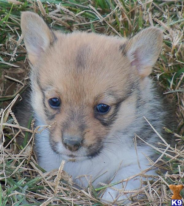 Pembroke Welsh Corgi Puppies